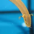 Ropefish (Erpetoichthys calabaricus) Care Sheet.